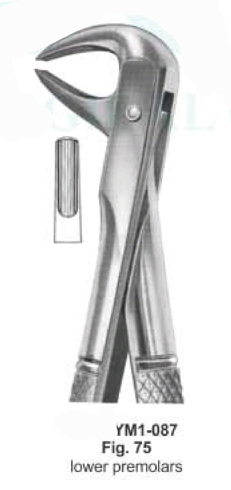 # Lower premolar #75