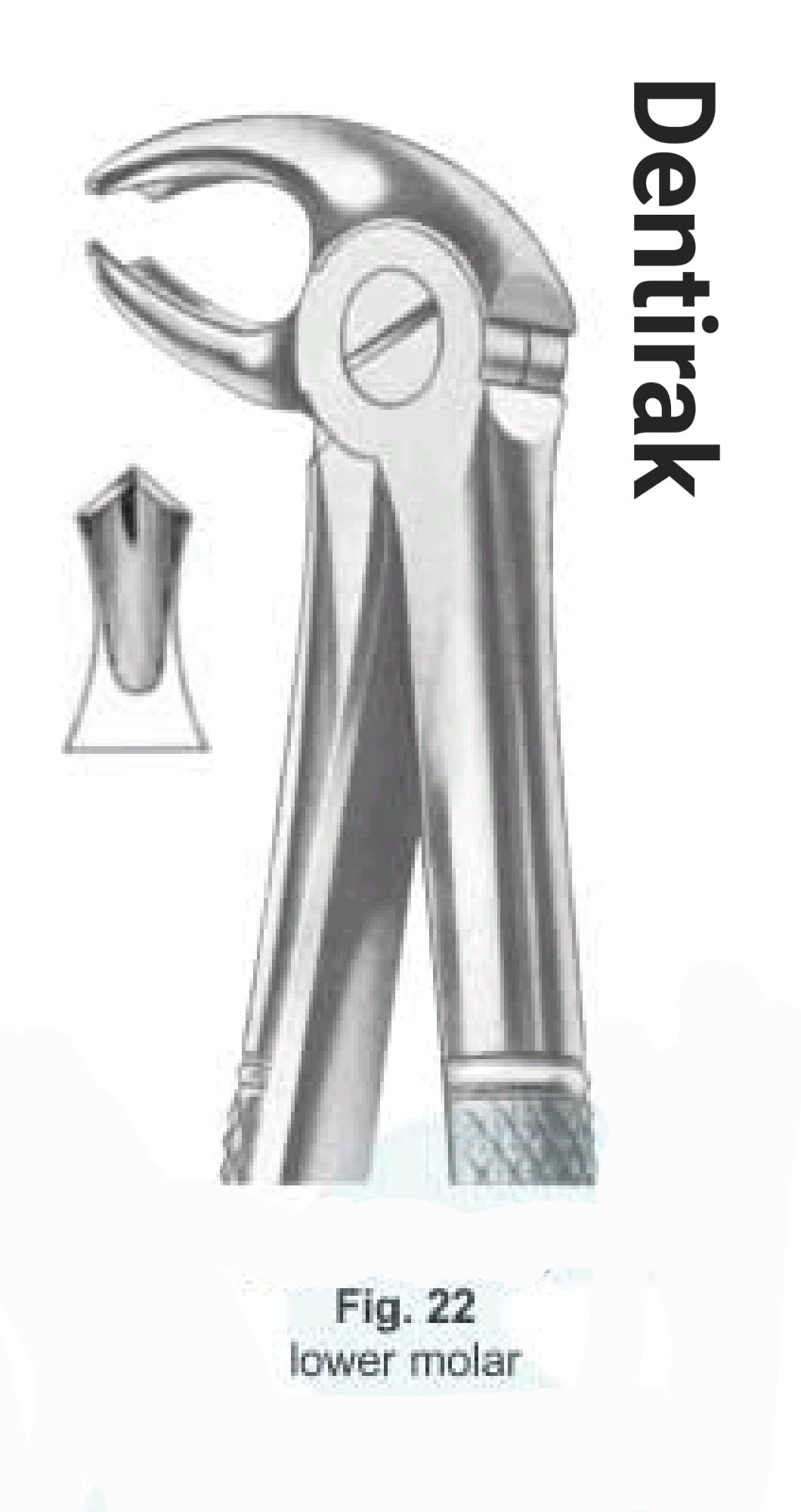 # Standard lower molar (L&R)