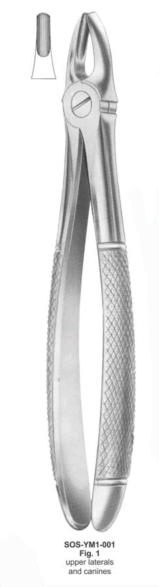 Upper latiral and canines