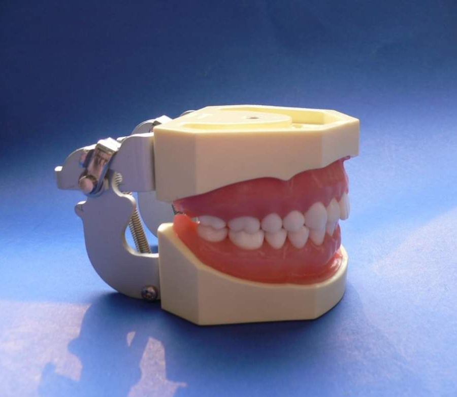 # Dental study model