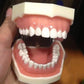Dental study model