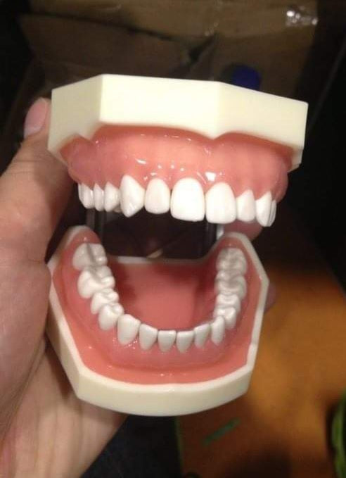 # Dental study model