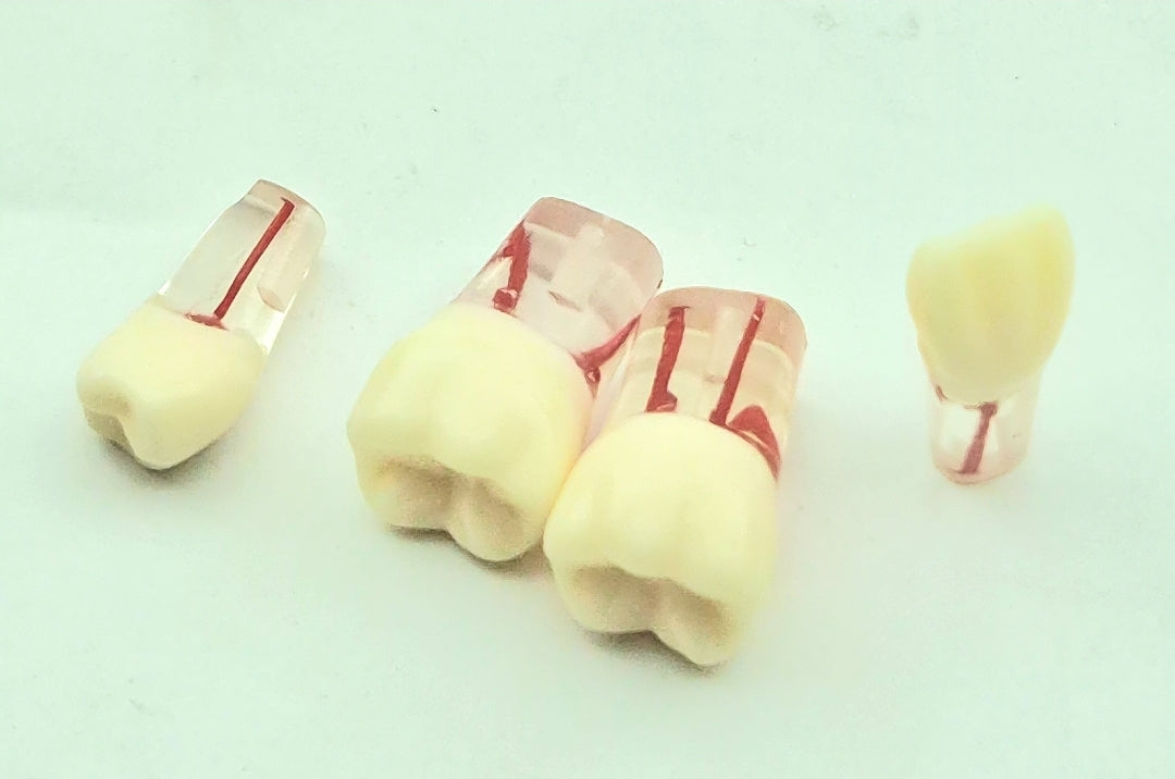 Endo teching tooth models