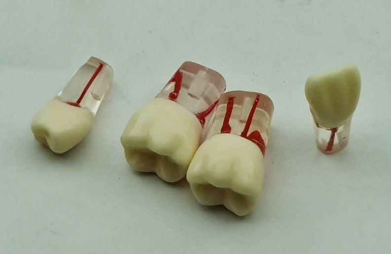 Endo teching tooth models